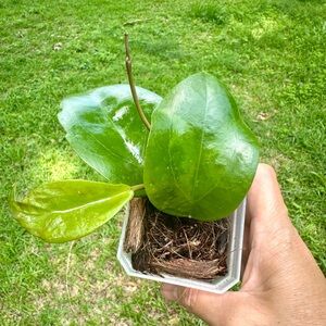 Hoya Surigaoensis Super Healthy Starter Plant